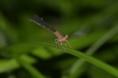 Platycnemis phyllopoda
