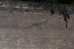Gekko japonicus