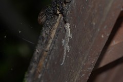 Gekko japonicus