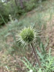 Echinops pungens