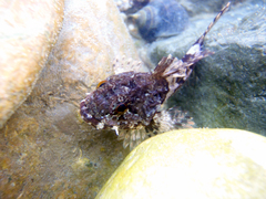 Taurulus bubalis