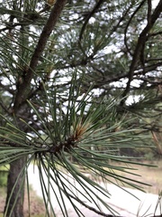 Pinus nigra