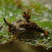 Polycera melanosticta - Photo (c) John Sear, μερικά δικαιώματα διατηρούνται (CC BY-NC), uploaded by John Sear