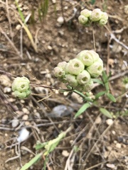 Valerianella vesicaria