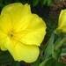 Bigfruit Evening Primrose - Photo (c) amy_buthod, some rights reserved (CC BY-NC-SA)