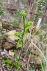 Pterostylis smaragdyna