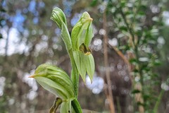 Pterostylis smaragdyna