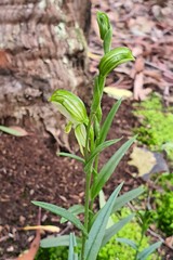 Pterostylis smaragdyna