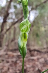 Pterostylis smaragdyna
