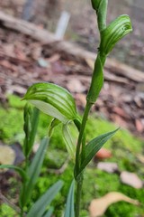Pterostylis smaragdyna