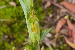 Pterostylis smaragdyna