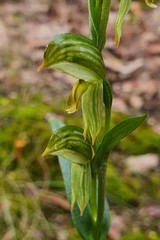 Pterostylis smaragdyna