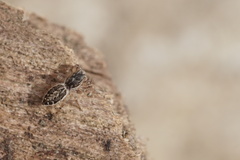 Pseudicius encarpatus