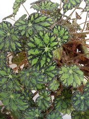 Begonia bowerae