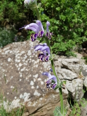 Salvia indica