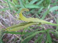 Puccinia sii-falcariae
