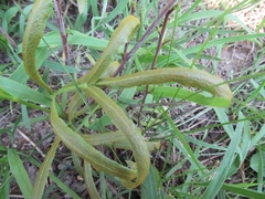 Puccinia sii-falcariae