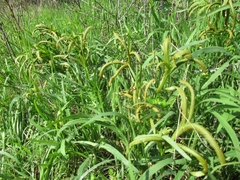 Puccinia sii-falcariae