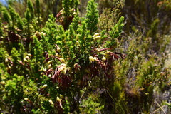Erica intermedia intermedia