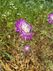 Centaurea crocodylium