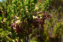 Erica intermedia intermedia