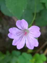 Geranium nodosum