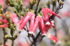 Erica discolor