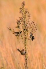 Malurus cyaneus cyanochlamys
