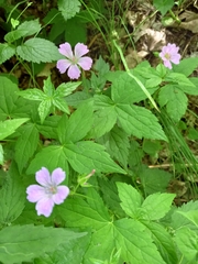 Geranium nodosum