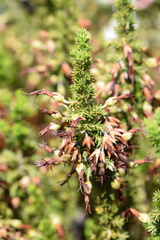 Erica intermedia intermedia