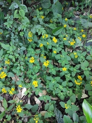 Lysimachia congestiflora