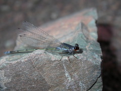 Pseudagrion hamoni