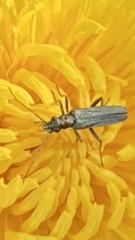 Oedemera