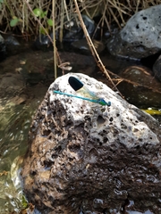 Calopteryx syriaca
