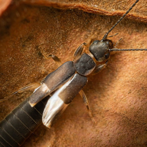 Photo of Black Bush Earwig (Nala lividipes)