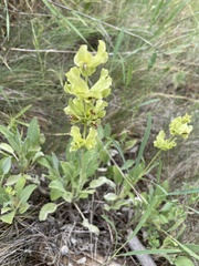 Salvia absconditiflora
