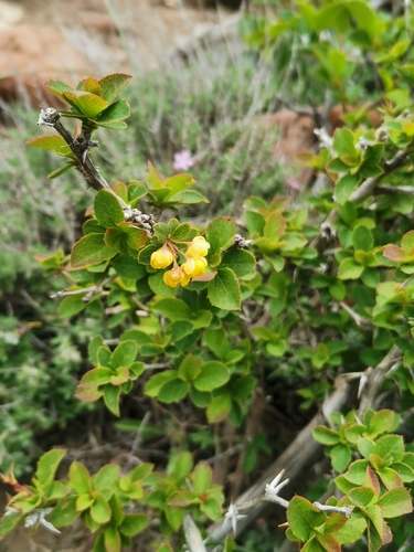 Berberis aetnensis (Berberis aetnensis)