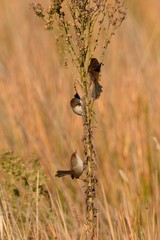 Malurus cyaneus cyanochlamys