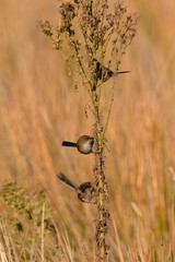 Malurus cyaneus cyanochlamys