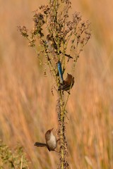 Malurus cyaneus cyanochlamys