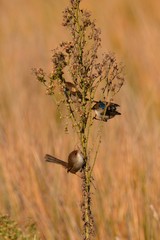 Malurus cyaneus cyanochlamys