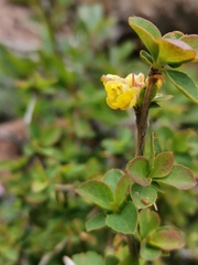 Berberis aetnensis
