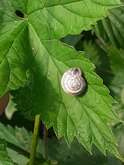 Gastropoda