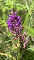 Anacamptis palustris elegans