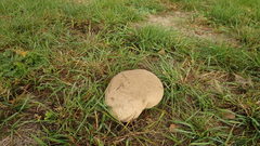 Lycoperdon utriforme