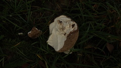 Lycoperdon utriforme