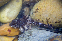 Taurulus bubalis