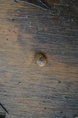 Aegopinella nitidula