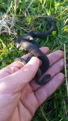 Elapognathus minor