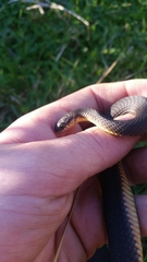 Elapognathus minor